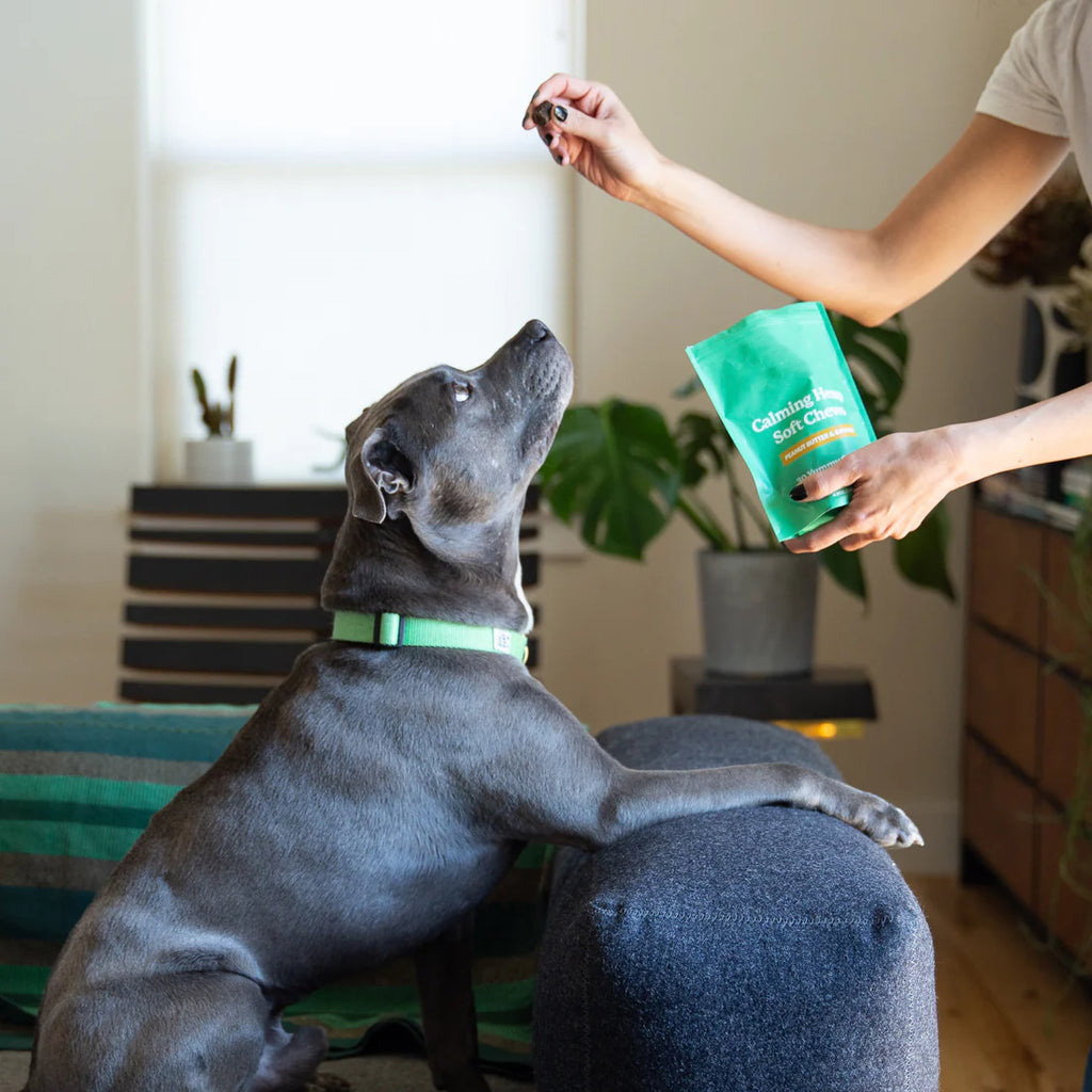 دليل مالك الحيوانات الأليفة المسؤول عن اتفاقية التنوع البيولوجي للكلاب