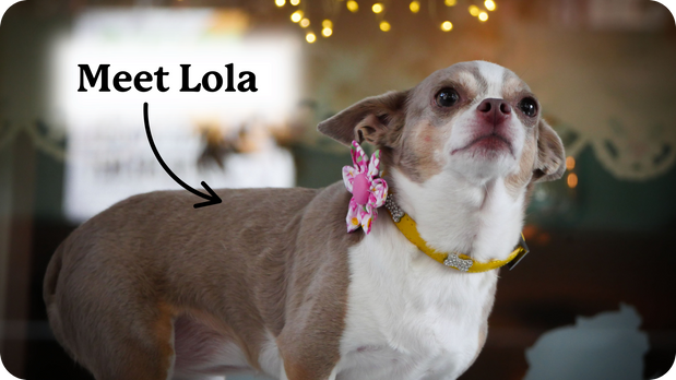 개를 위한 CBD 포장: 일반적으로 어떤 식품이 포함되어 있나요?